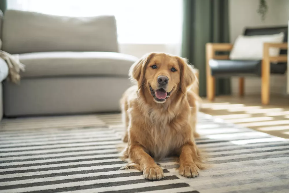 A happy golden retriever dog lies on a black and white striped rug in a bright living room.