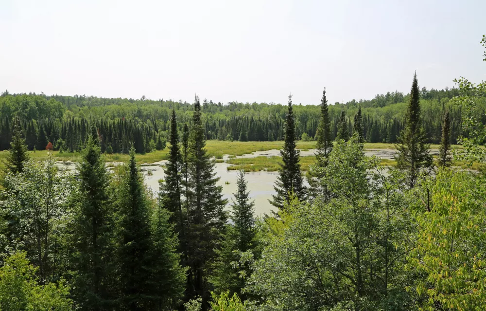 Dense evergreen forest surrounds a light green wetland area, visible between tall trees under a bright sky.